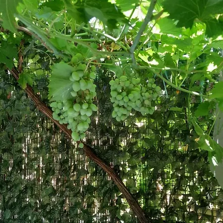 Apartamento Maja Garden *